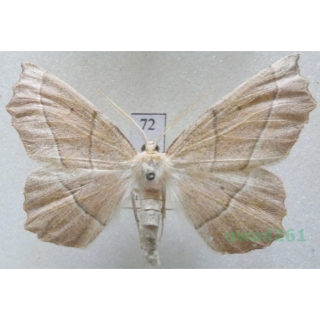 Gerinia honoraria (Denis & Schiffermüller, 1775) male Czech72